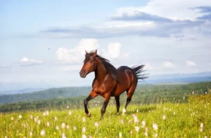 rêver de cheval marron 