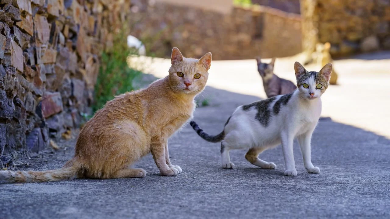 rêver de chats abandonnés