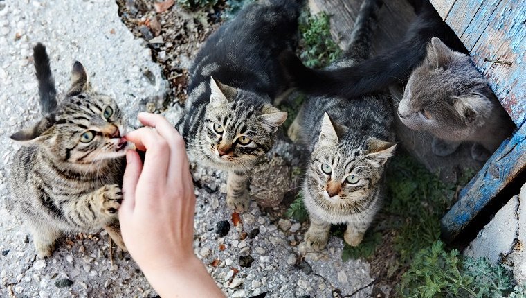 rêver de chats abandonnés