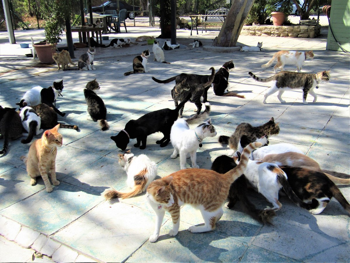 rêver de chats abandonnés