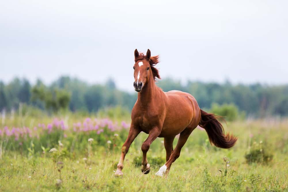 rêver de cheval affectueux 