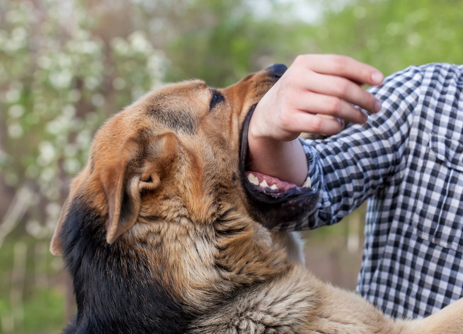 rêver de se faire mordre par un chien 