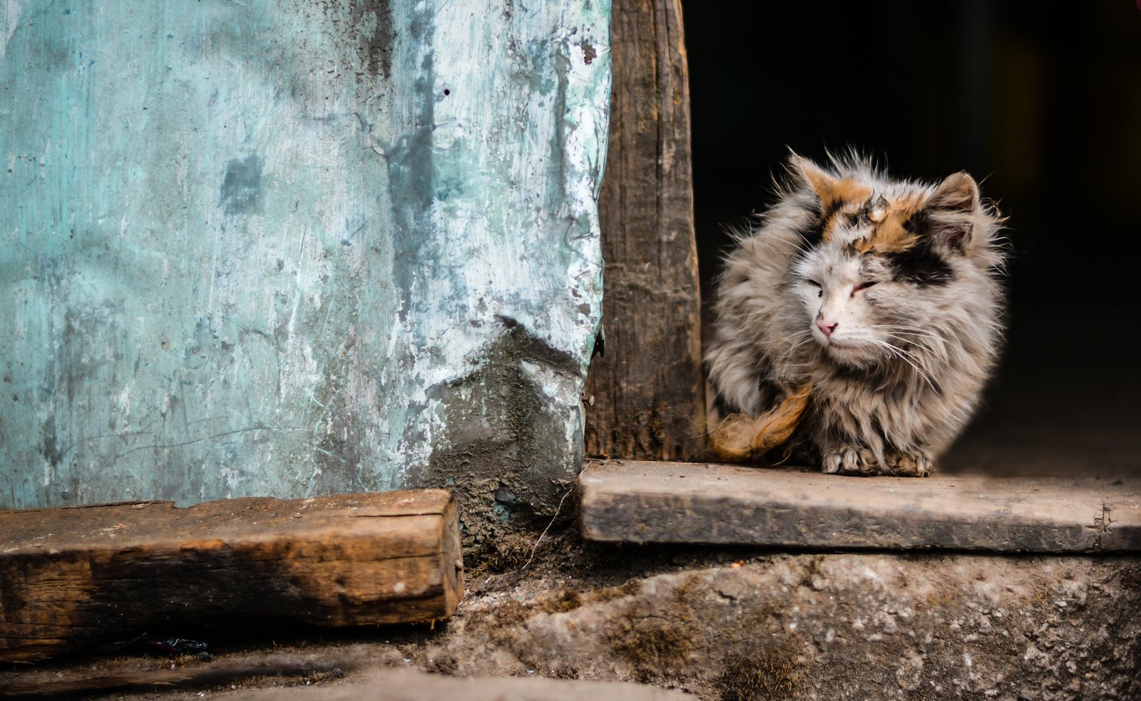 rêver de chats abandonnés