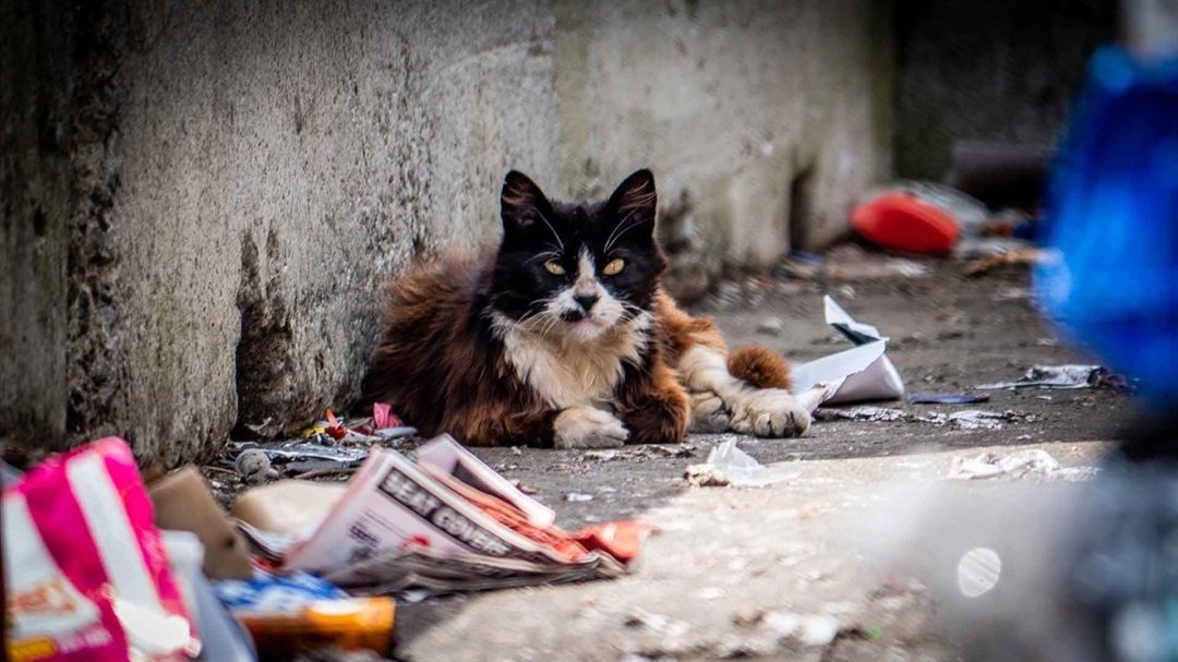 rêver de chats abandonnés