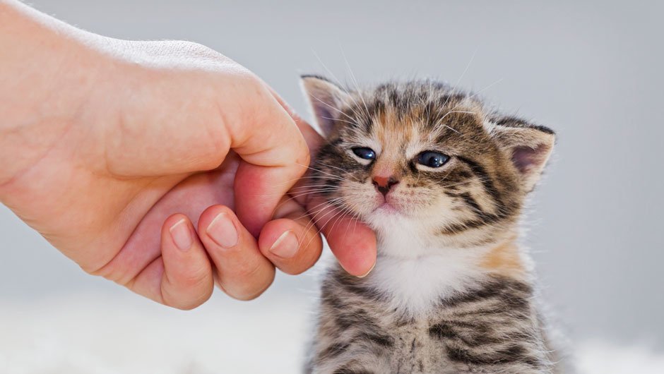 rêver de chaton tigré