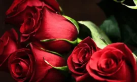 Rêver de roses rouges : que présage ce rêve d’amour intense ?