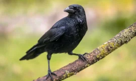 Rêver de corbeau : quelle signification ? Présages positifs ou négatifs