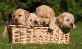 Rêver de chiots : Les 9 raisons les plus fréquentes et leur signification