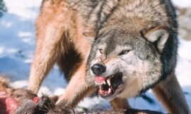 Rêver d’attaques de loups : 22 significations spirituelles décodées