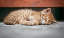 Rêver de son chat mort : Signification et interprétation