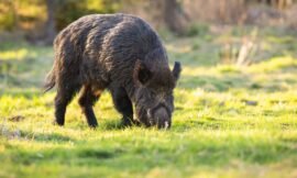 Rêver de sanglier: découvrez les sens cachés de ce songe mystérieux