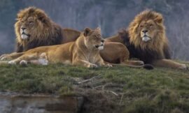 Rêver de plusieurs lions : interprétation et sens caché de ce rêve