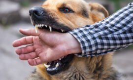 Rêver d’un chien qui vous mord : 10 significations spirituelles décryptées