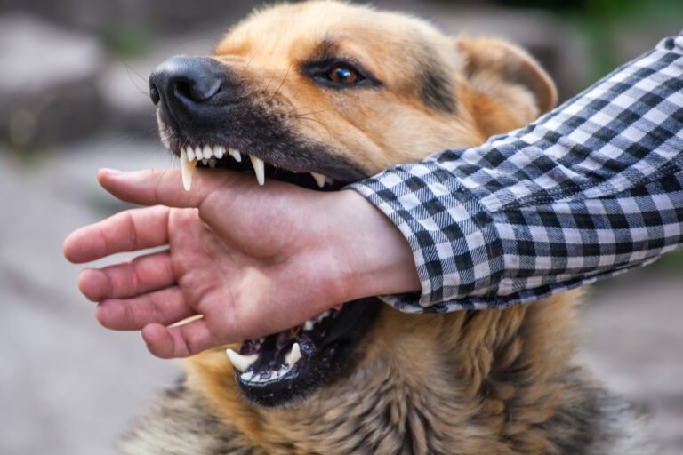 rêver de se faire mordre par un chien