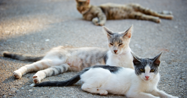 rêver de chats abandonnés