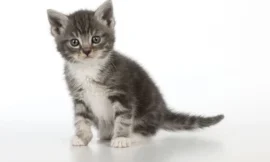 Rêver de chaton tigré : interprétation et signification de ce rêve