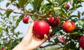 Rêver de cueillir des fruits : interprétation positive